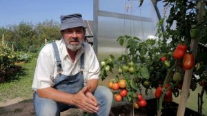 ТОМАТ ГЕРЦОГИНЯ ВКУСА F1 ну очень вкусный томат