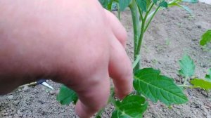 Пасынкование и формирование индетерминантных томатов в 2 ствола