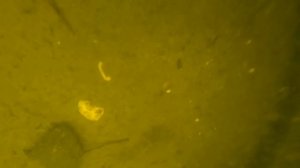 Черничный хутор и Печки лавочки опять ищут раков