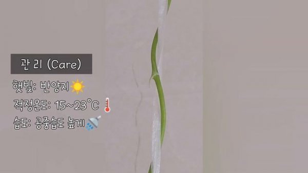 초보식집사 [아스파라거스 대품만들기]세타세우스 나누스 키우기?관리법?️물주기?식물 관찰일기/Asparagus Setaceus Plant Care?2 years of growth