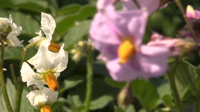 10 кг с куста картофеля. Повышенная урожайность без химии. Подкормка о которой мало кто знает смотреть онлайн