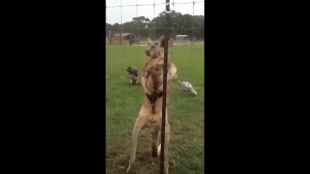 Кенгуру качок жёсткий прикол смотреть онлайн