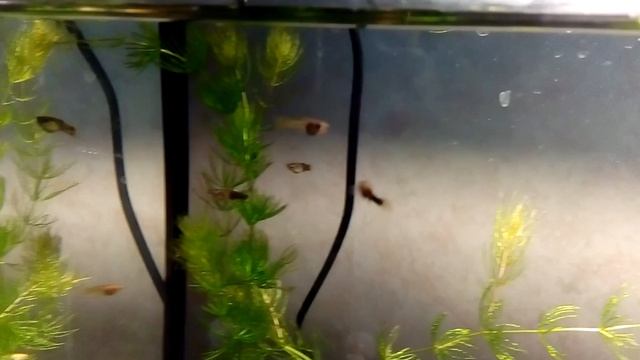 аквариум с улитками Ампуляриями