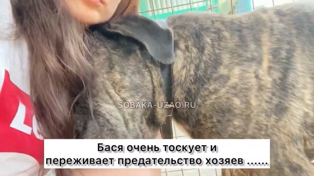 Бася ищет хозяев! Приют «Щербинка» SOBAKA-UZAO.RU смотреть онлайн