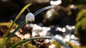 «АПРЕЛЬ. Подснежник» из цикла П.И. Чайковского «Времена года».