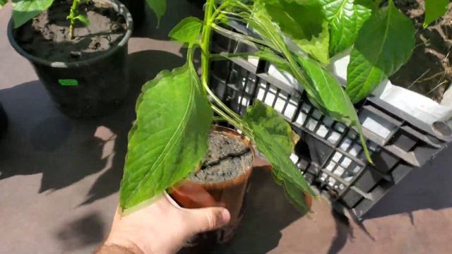 Начинаю закаливать перцы на улице. Закалка перцев. Carolina reaper и другие. смотреть онлайн