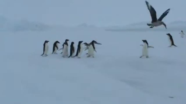 Кто умнее чайки или пингвины? смотреть онлайн