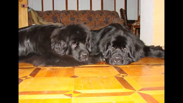 Моё Золотоё Счастье... смотреть онлайн