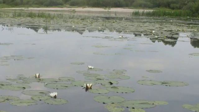 Сейм, старе рiчіще смотреть онлайн