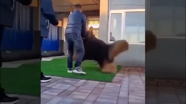 Самый большой в мире пес