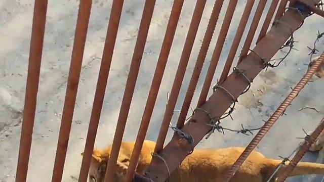 Аллё, Тайган! Из этого вольера пропали 8 тигров ?#крым #тайган #animals #lion #животные смотреть онлайн