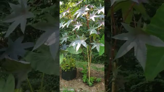 Colocasia, Ricinus, Passiflora, and more! смотреть онлайн