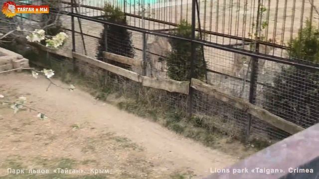 Как живут львы в условиях карантина. Лола на сносях. Тайган. How lions live in quarantine. Taigan смотреть онлайн