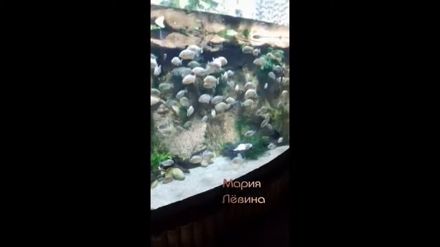 Пираньи- ужасные рыбы или не так страшен чёрт, как его малюют.