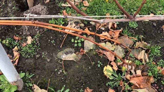 Как помочь вызреванию лозы на однолетних саженцах винограда смотреть онлайн