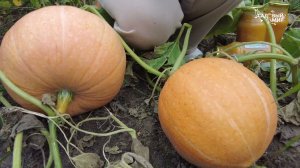 Идеальные тыквы для выращивания и заготовок.