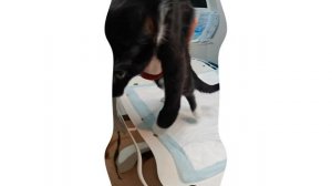 Вправление вывиха локтевого сустава у кошки.