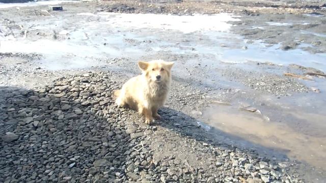 Копия видео сирота смотреть онлайн