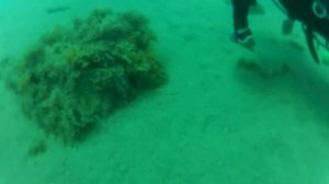 Сокровища Чёрного моря. Что на дне своём скрывает Чёрное море?