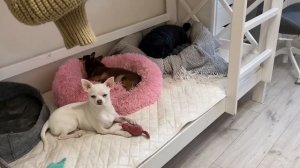 Новый питомец умер. 1001 лук Киры. Осталась без зубов. Лечу собак.