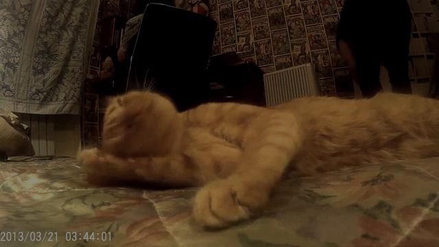 Рыжий кот потягивается и зевает. Ginger Cat Stretches And Yawns