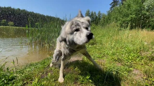 Акита утки и водомерки!!! смотреть онлайн