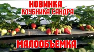 НОВИНКА! Клубника САНДРА  на МАЛООБЪЕМКЕ!