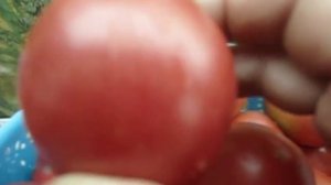 ТОМАТ ДЕМИДОВ.  ДЕГУСТАЦИЯ.  Ольга Чернова 10 июля.