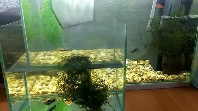 Отсаживаю Пецилию в отсадник)Роды пецилии смотреть онлайн