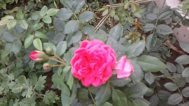 Роза ЛАГУНА. Kordes. Июль 2022 год. смотреть онлайн