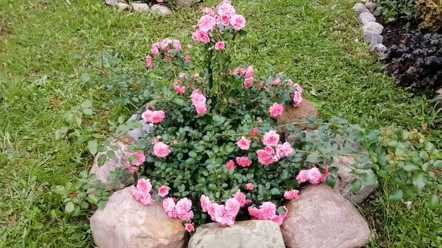 Почвопокровная роза - 4 сезона. Les Quatre Saisons??? смотреть онлайн