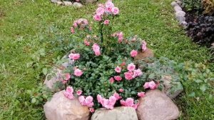 Почвопокровная роза - 4 сезона. Les Quatre Saisons???