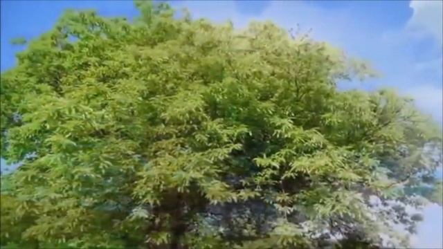 СЕРЕЖКА ОЛЬХОВАЯ. Очень красивый романс из к/ф "И это все о нем" смотреть онлайн