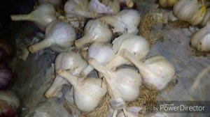 Обзор сортов чеснока /Любаша/Грибовский Юбилейный/Гулливер/Белый Слон/