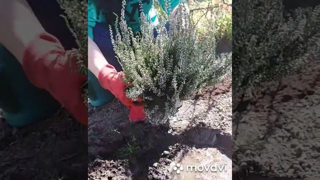 Посадка Вереска! смотреть онлайн