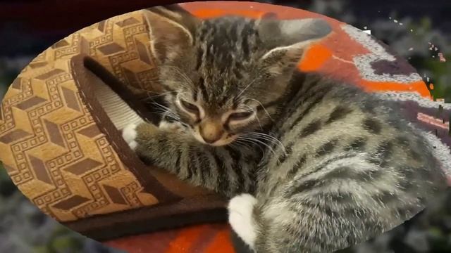 У нас новый питомец. Забавный полосатый котенок. смотреть онлайн