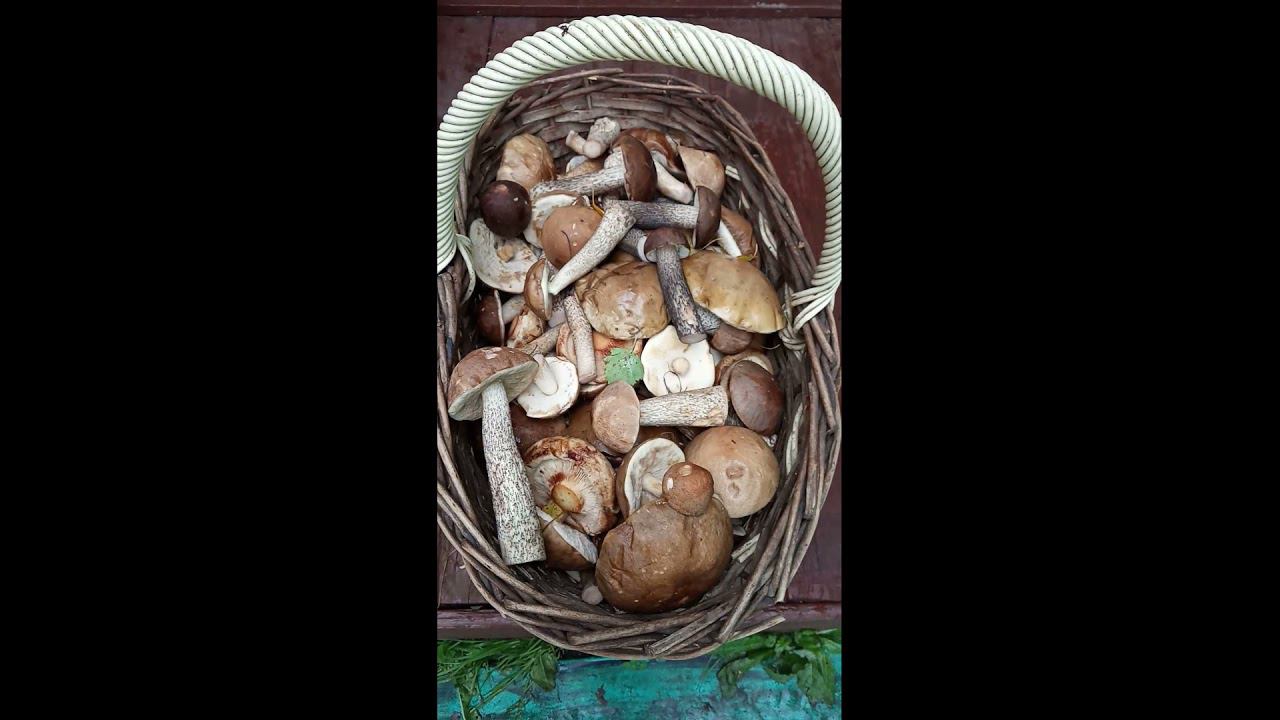 Грибы в нашем лесу// смотреть онлайн