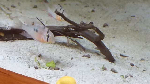 Апистограмма боливийская (Хромис бабочка) (Mikrogeophagus altispinosus) смотреть онлайн