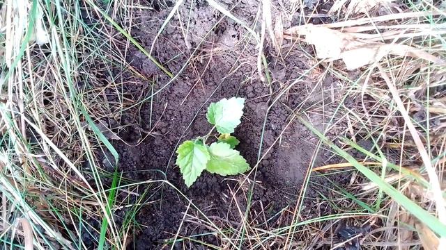 Берёзки , как можно высаживать . смотреть онлайн