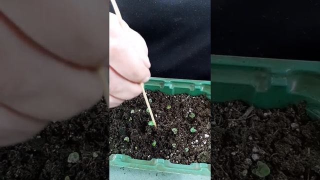 первая подкормка семенной бегонии и движуха смотреть онлайн