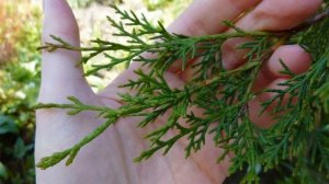 Как Выращивать Кипарис из Семян в Домашних условиях