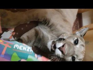 Вечер пумы Месси в гостинице.