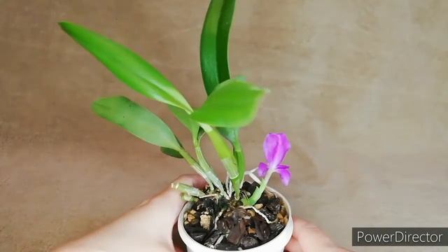 Что выросло на каттлее боурингиане. Guarianthe bowringiana. #guarianthebowringiana смотреть онлайн