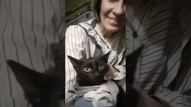 Котенок Тихоня ищет дом. Приют Петербург смотреть онлайн