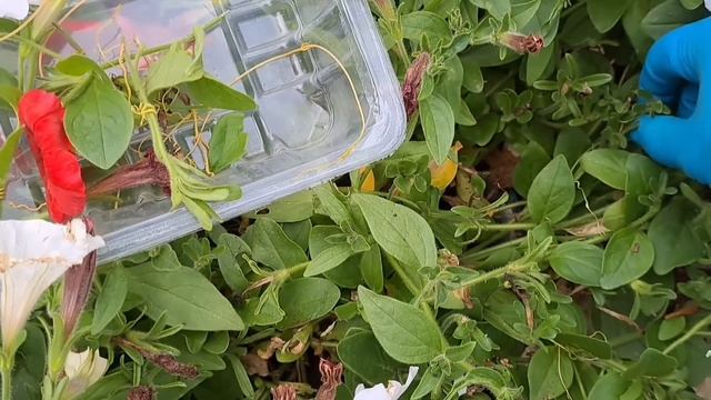 SOS!!! ПЕТУНИЮ АТАКУЕТ ЯДОВИТАЯ ПОВИЛИКА. И СНОВА ЭТОТ ПАРАЗИТ. смотреть онлайн