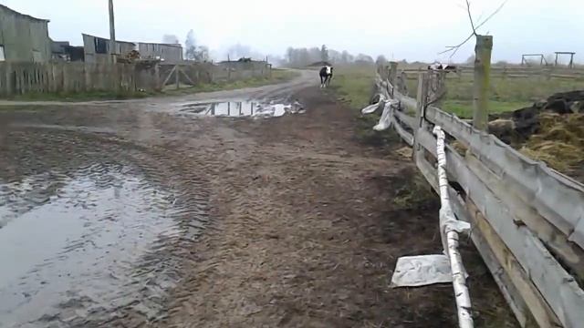 ВЫПУСТИЛИ БОЛЬШИХ БЫКОВ В ЗАГОН,ПРИБЕЖАЛИ КОРОВЫ! смотреть онлайн