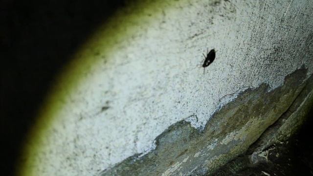 Ловим выползков / как поймать и где искать выползка смотреть онлайн