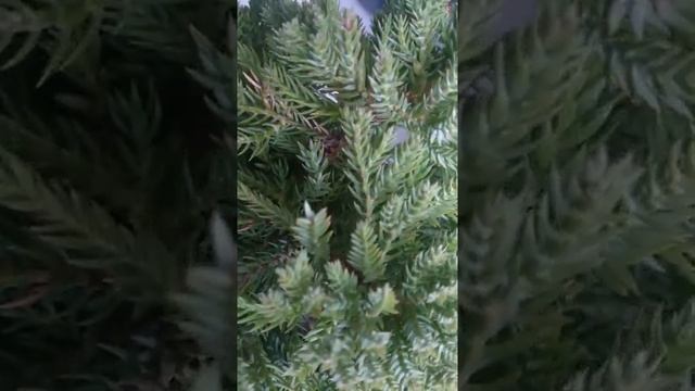 Polen juniperus procumbens nana - Sonare смотреть онлайн