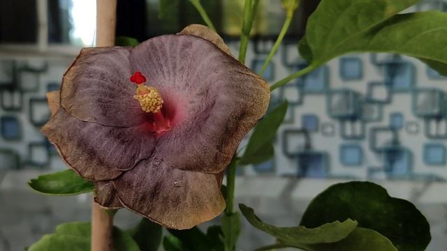 কালো জবার সন্ধানে | Black Hibiscus | Tropical Hibiscus | Taiwan Hibiscus | American & Australian смотреть онлайн