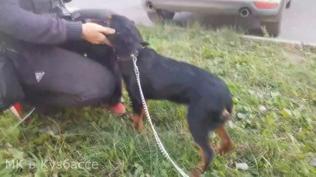 Изъятие собак смотреть онлайн